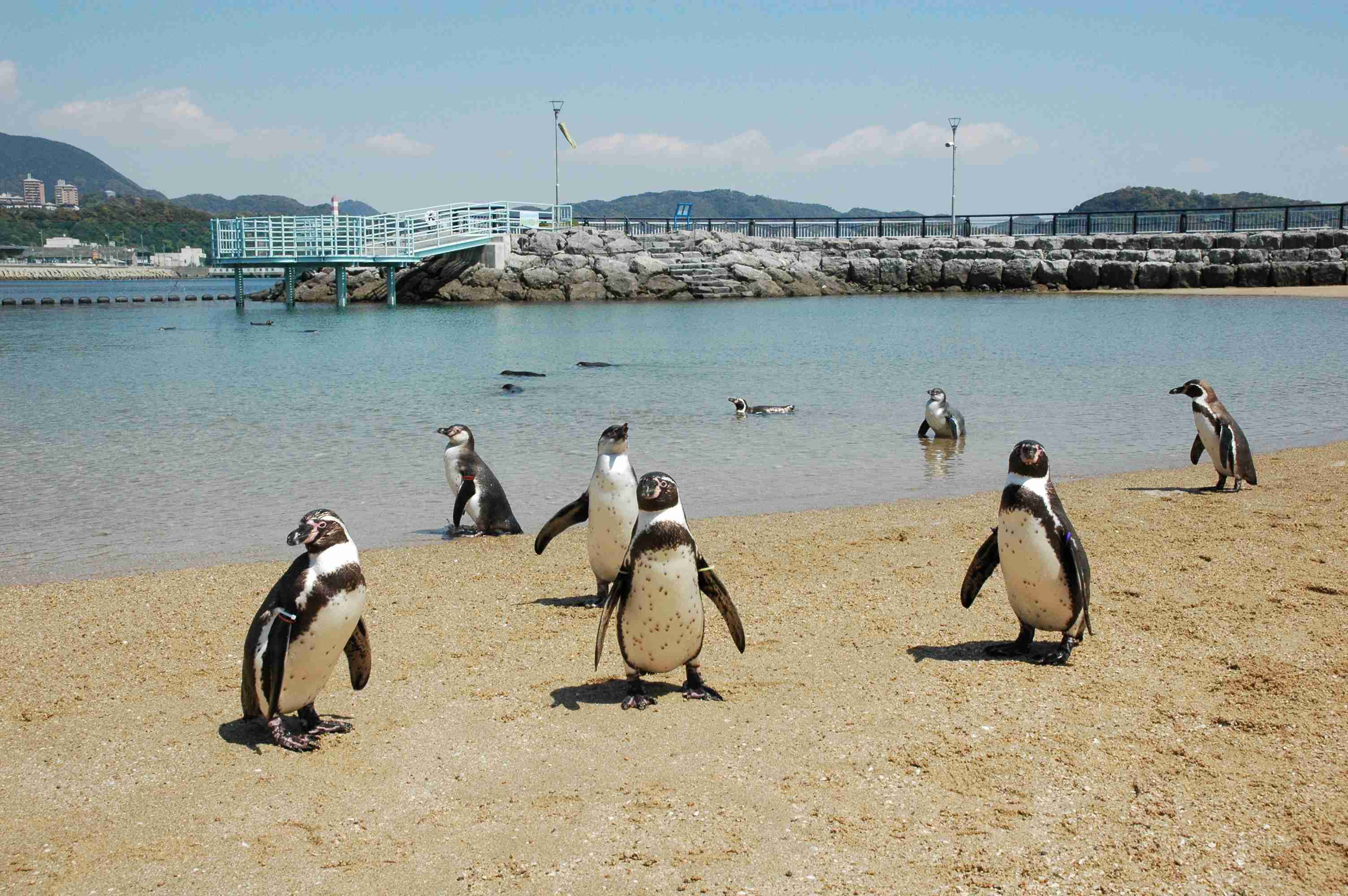 ペンギンを愛でる（めでる）トピ