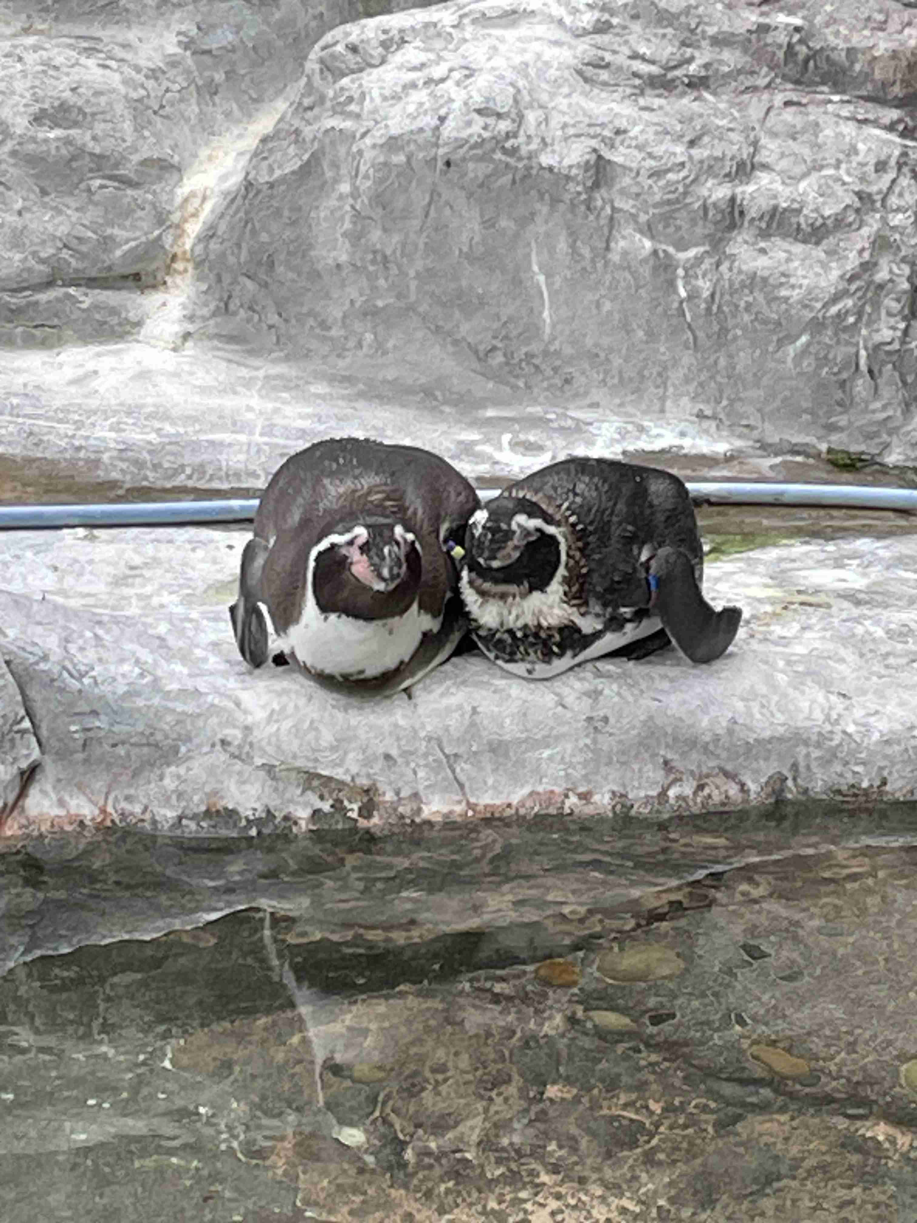 ペンギンを愛でる（めでる）トピ