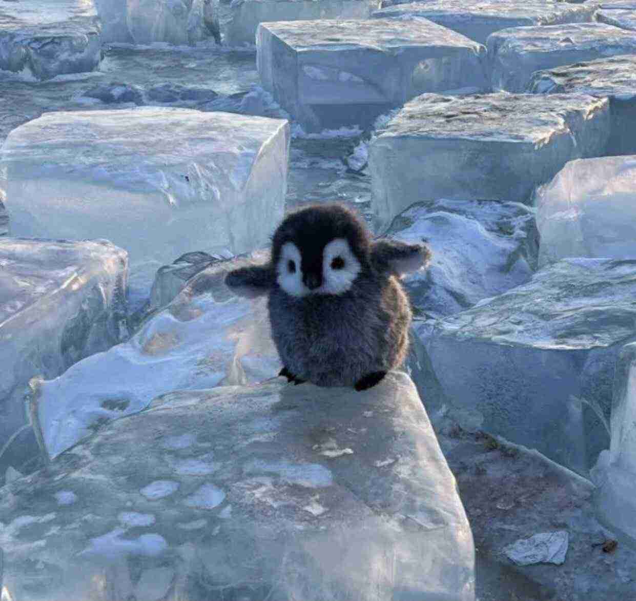 ペンギンを愛でる（めでる）トピ