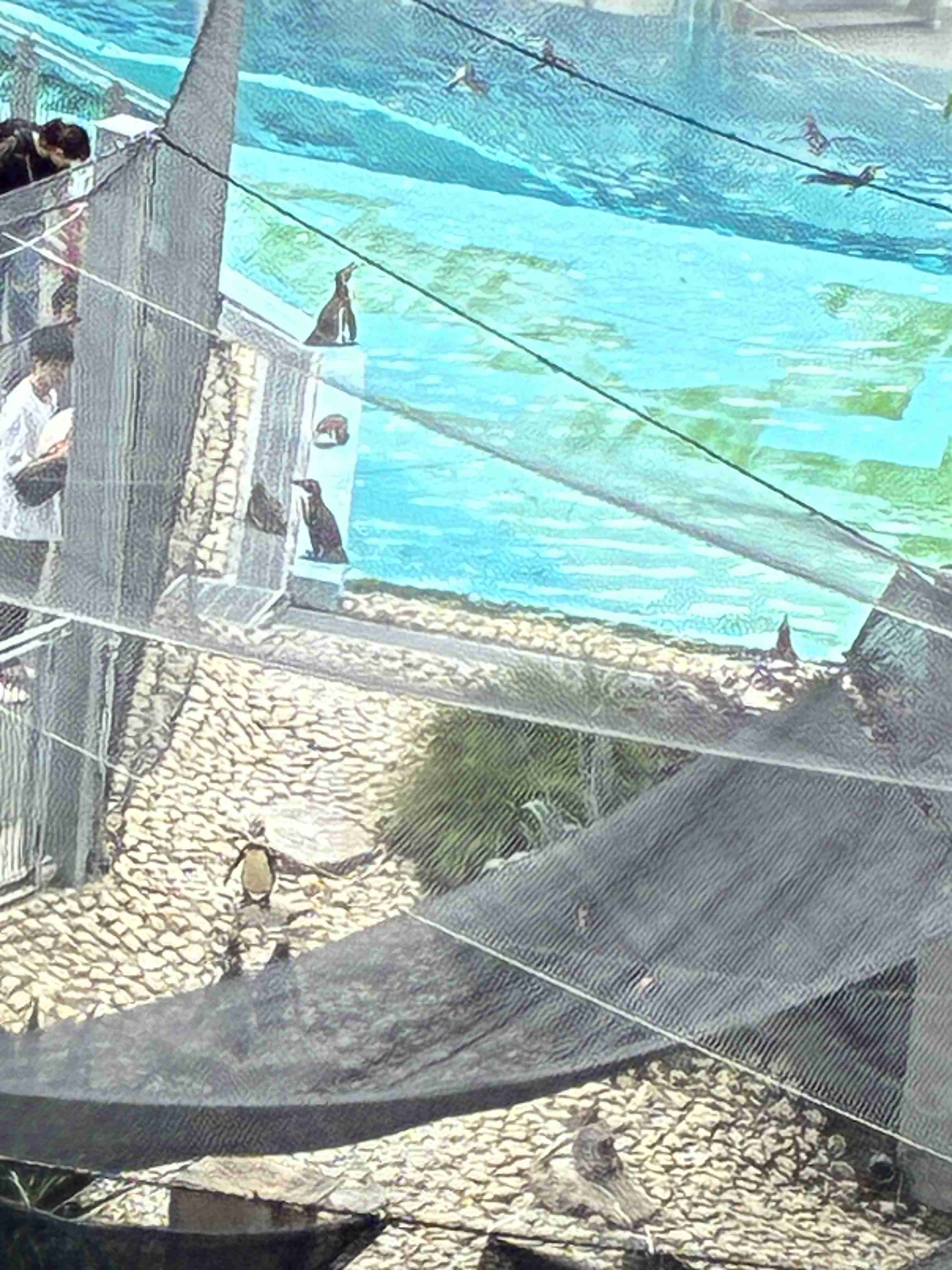 ペンギンを愛でる（めでる）トピ