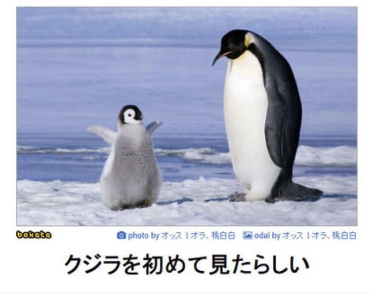 ペンギンを愛でる（めでる）トピ