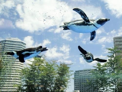 ペンギンを愛でる（めでる）トピ