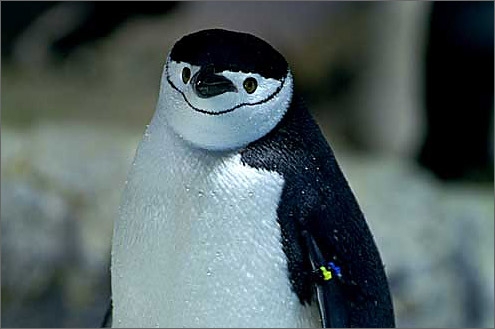 ペンギンを愛でる（めでる）トピ