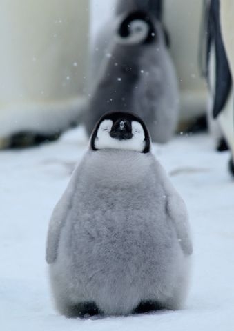 ペンギンを愛でる（めでる）トピ