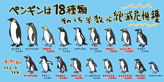 ペンギンを愛でる（めでる）トピ