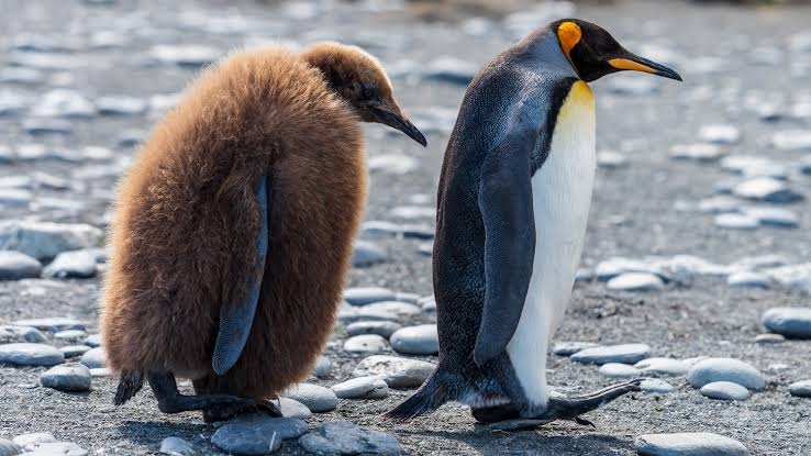 ペンギンを愛でる（めでる）トピ