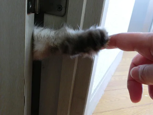 【スギちゃん雑談】過ごしやすい季節になってきたぜぇ 雑談するぜぇ【part112】