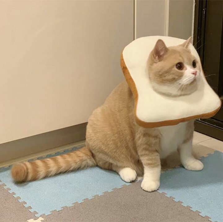 【スギちゃん雑談】過ごしやすい季節になってきたぜぇ 雑談するぜぇ【part112】