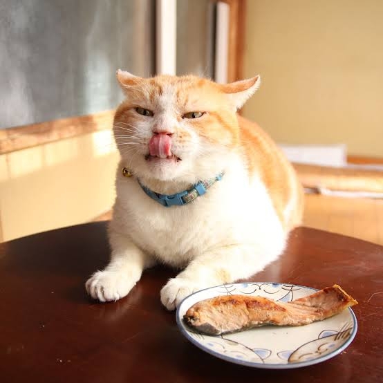 【スギちゃん雑談】過ごしやすい季節になってきたぜぇ 雑談するぜぇ【part112】