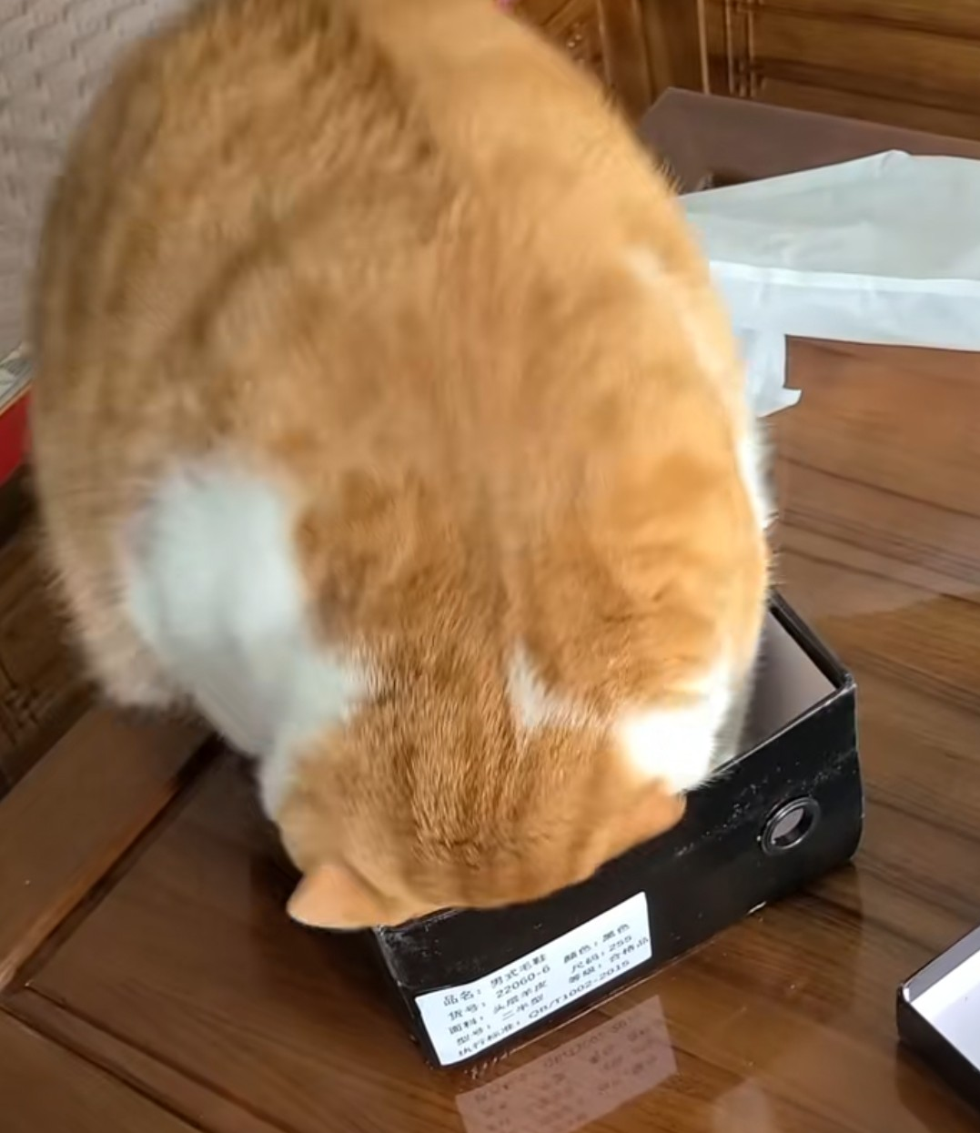 【スギちゃん雑談】過ごしやすい季節になってきたぜぇ 雑談するぜぇ【part112】