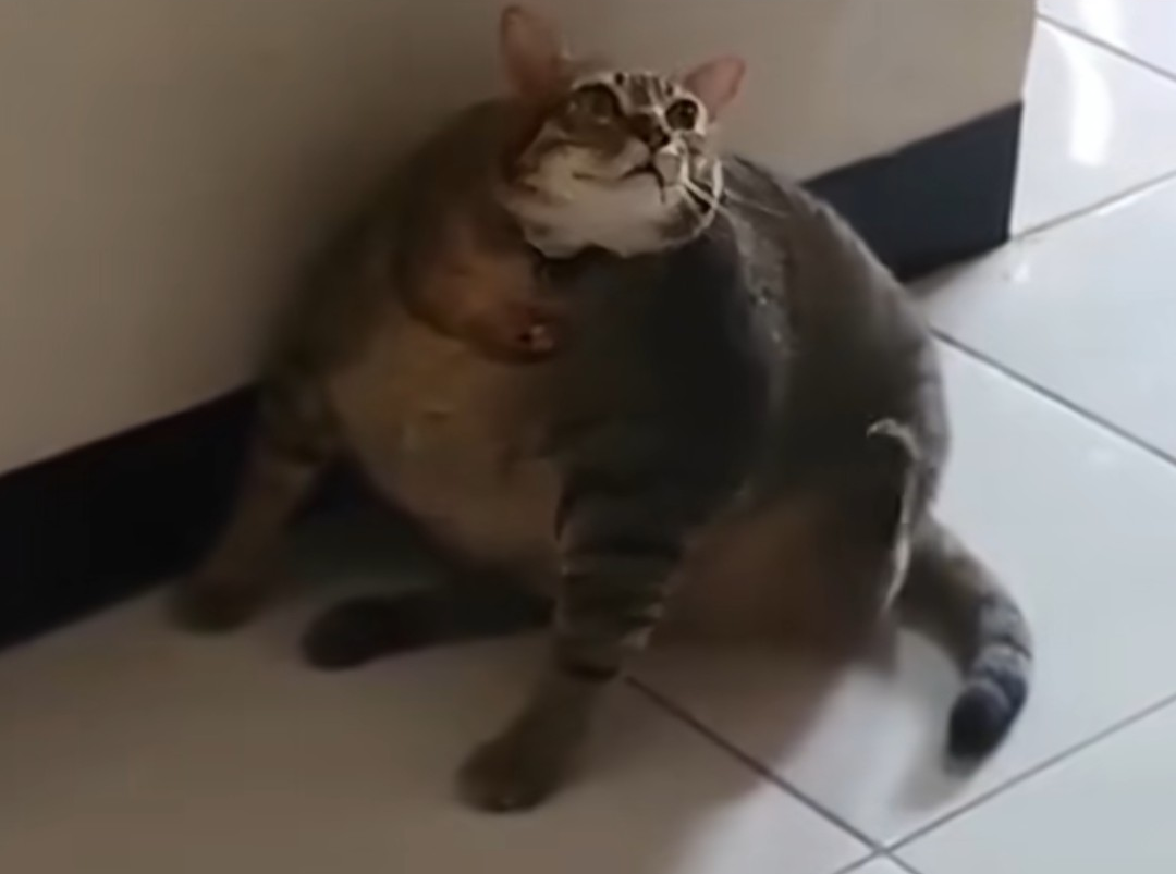 【スギちゃん雑談】過ごしやすい季節になってきたぜぇ 雑談するぜぇ【part112】