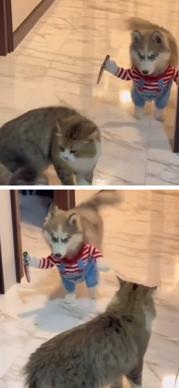 【スギちゃん雑談】過ごしやすい季節になってきたぜぇ 雑談するぜぇ【part112】