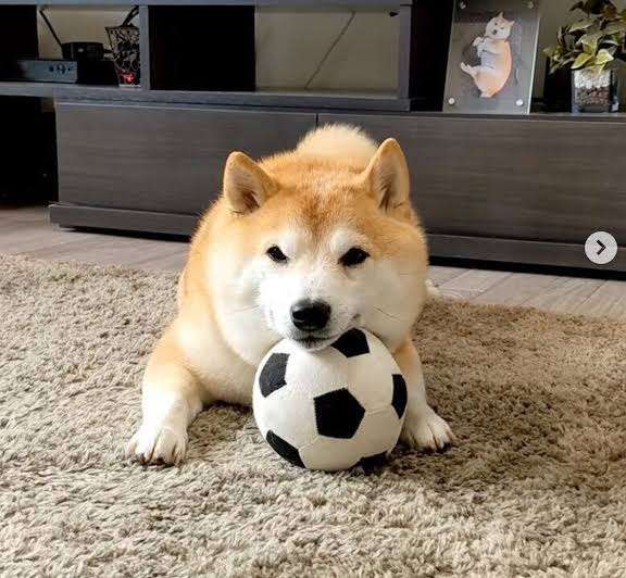 【スギちゃん雑談】過ごしやすい季節になってきたぜぇ 雑談するぜぇ【part112】