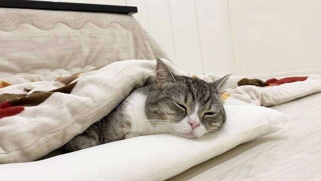 こたつ、出した人〜