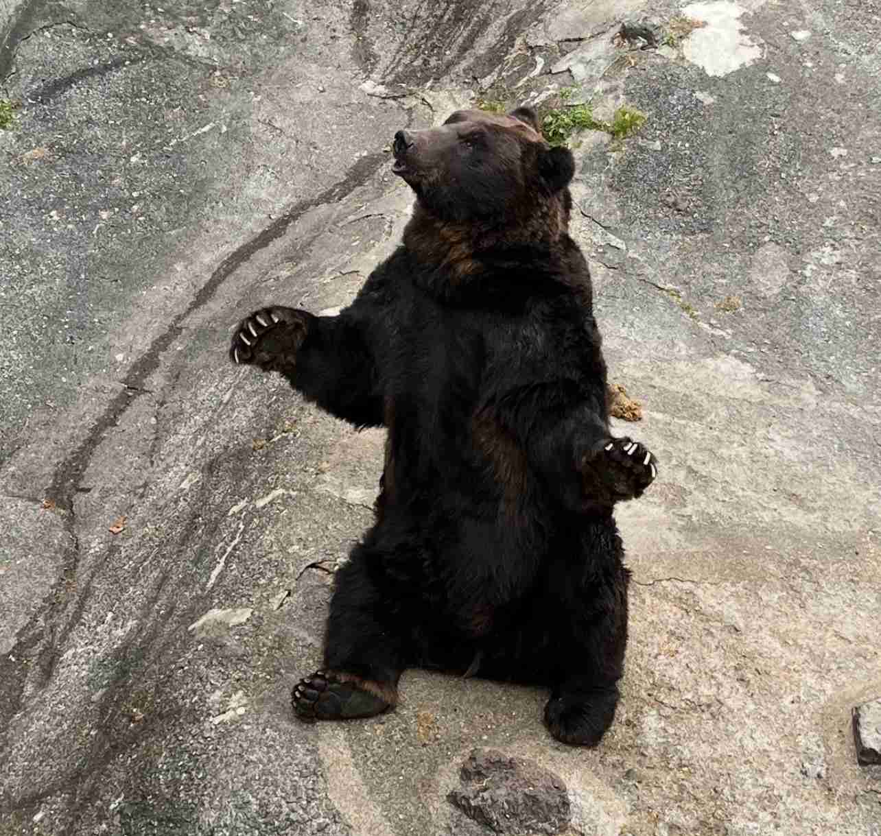 飼い犬が姿を消す　クマに襲われたか　リードや首輪残され山中にクマの足跡　岩手県住田町