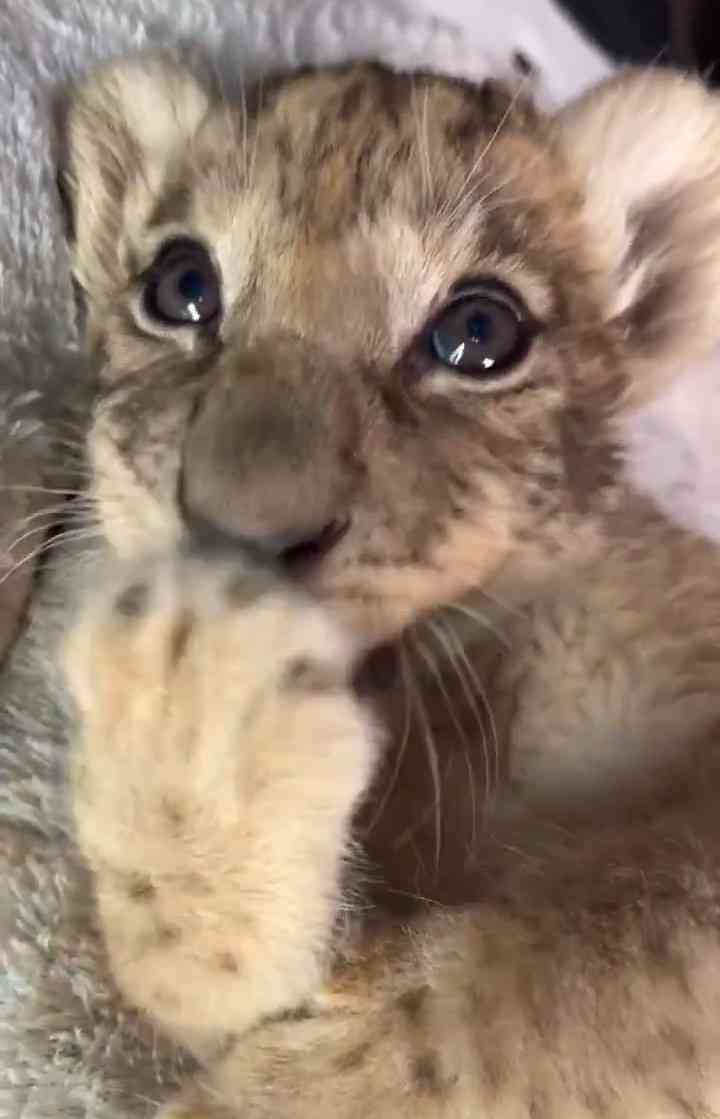 【癒し】モフモフ