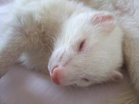 【癒し】モフモフ