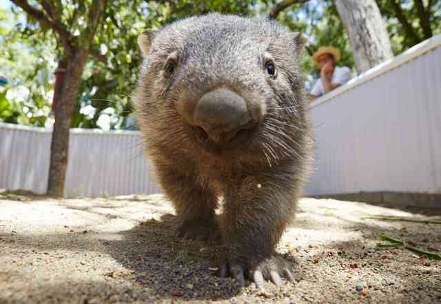 【癒し】モフモフ