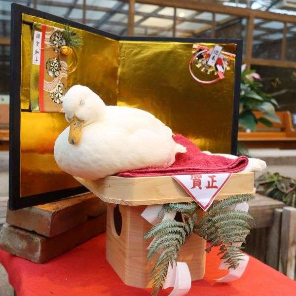 【癒し】モフモフ