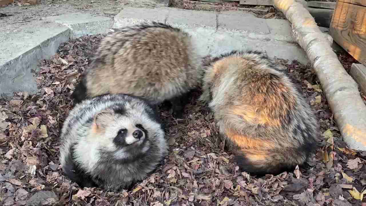 【癒し】モフモフ