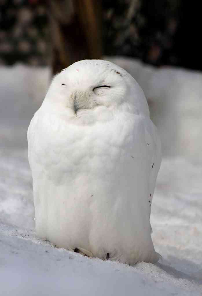 【癒し】モフモフ