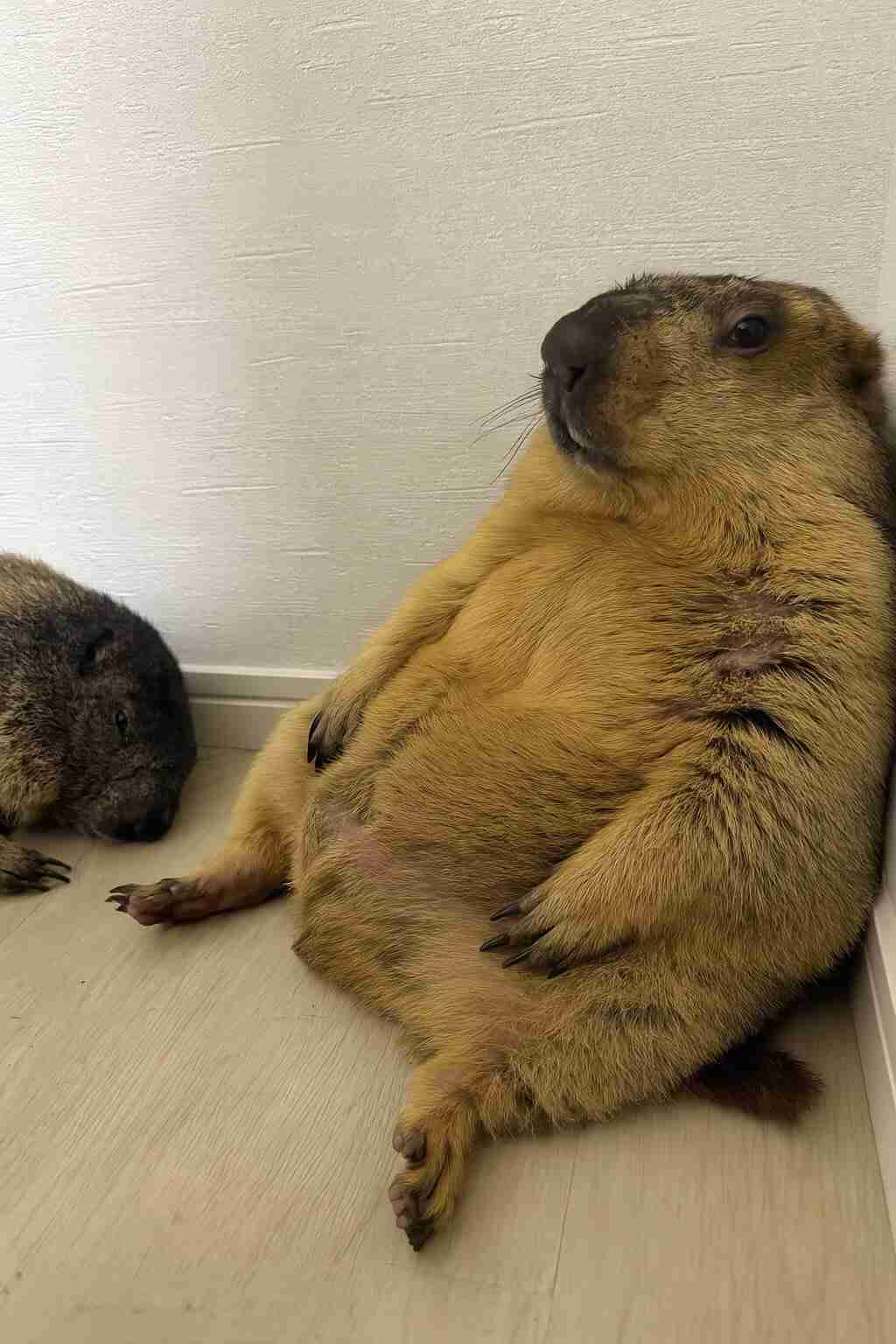 【癒し】モフモフ