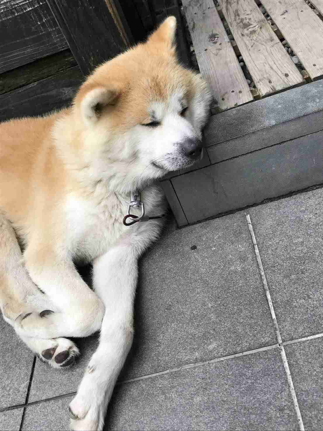 【癒し】モフモフ