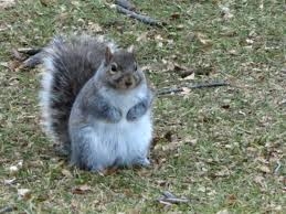 【癒し】モフモフ