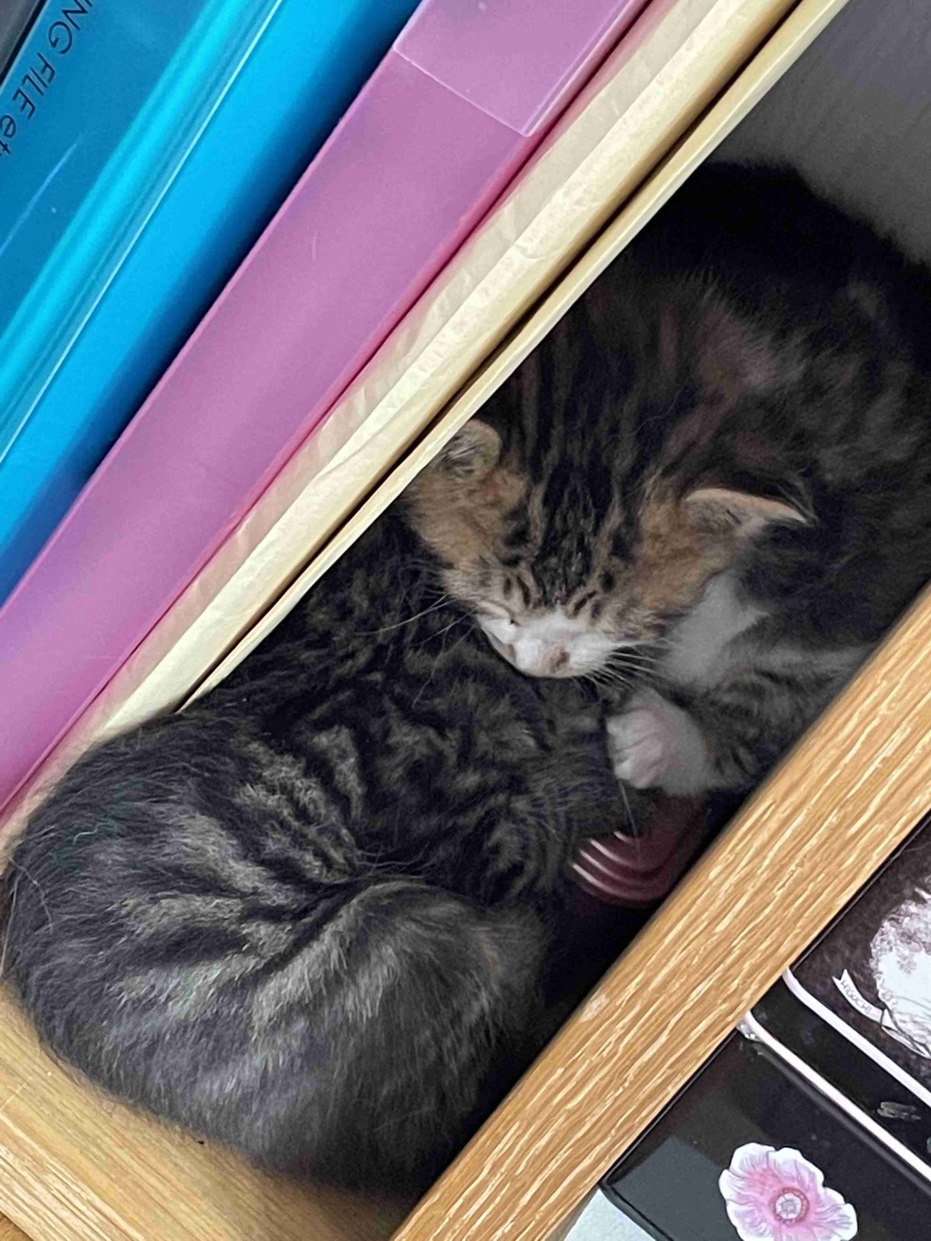 【癒し】モフモフ