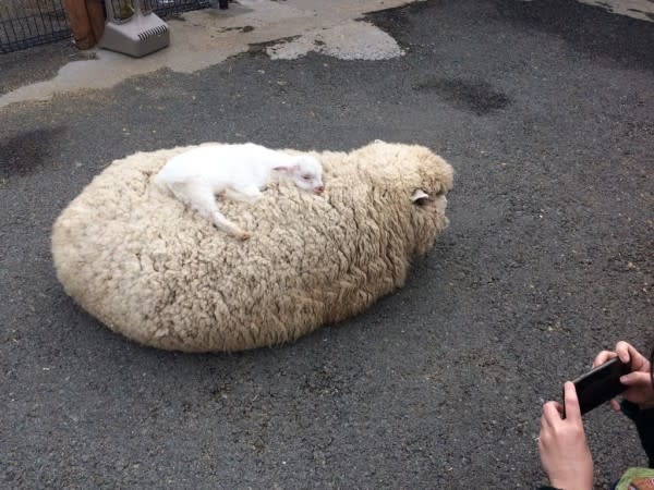 【癒し】モフモフ