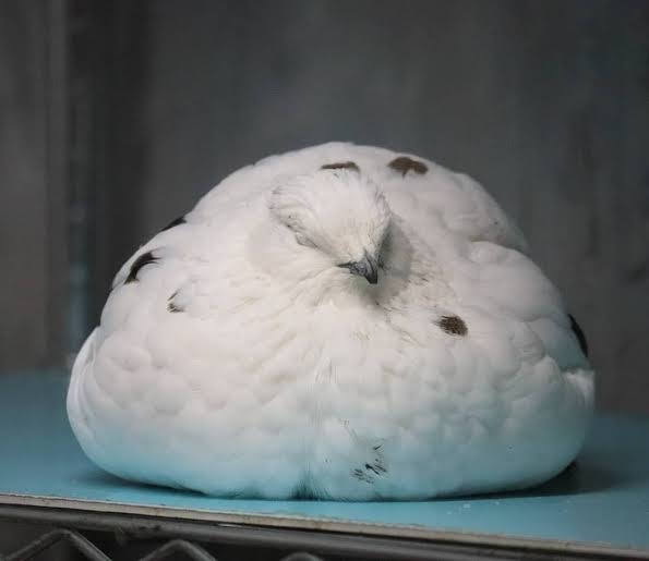 【癒し】モフモフ