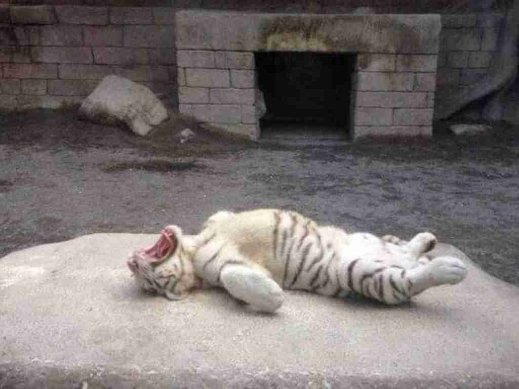 【癒し】モフモフ