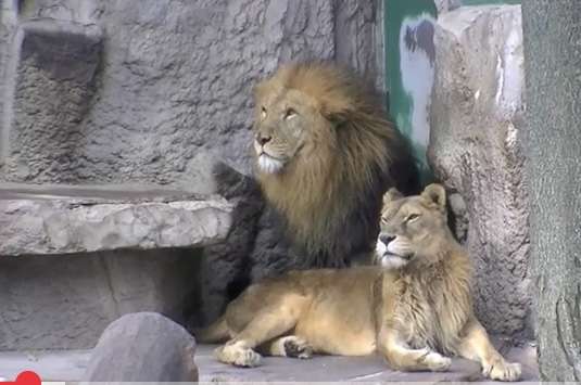 【癒し】モフモフ