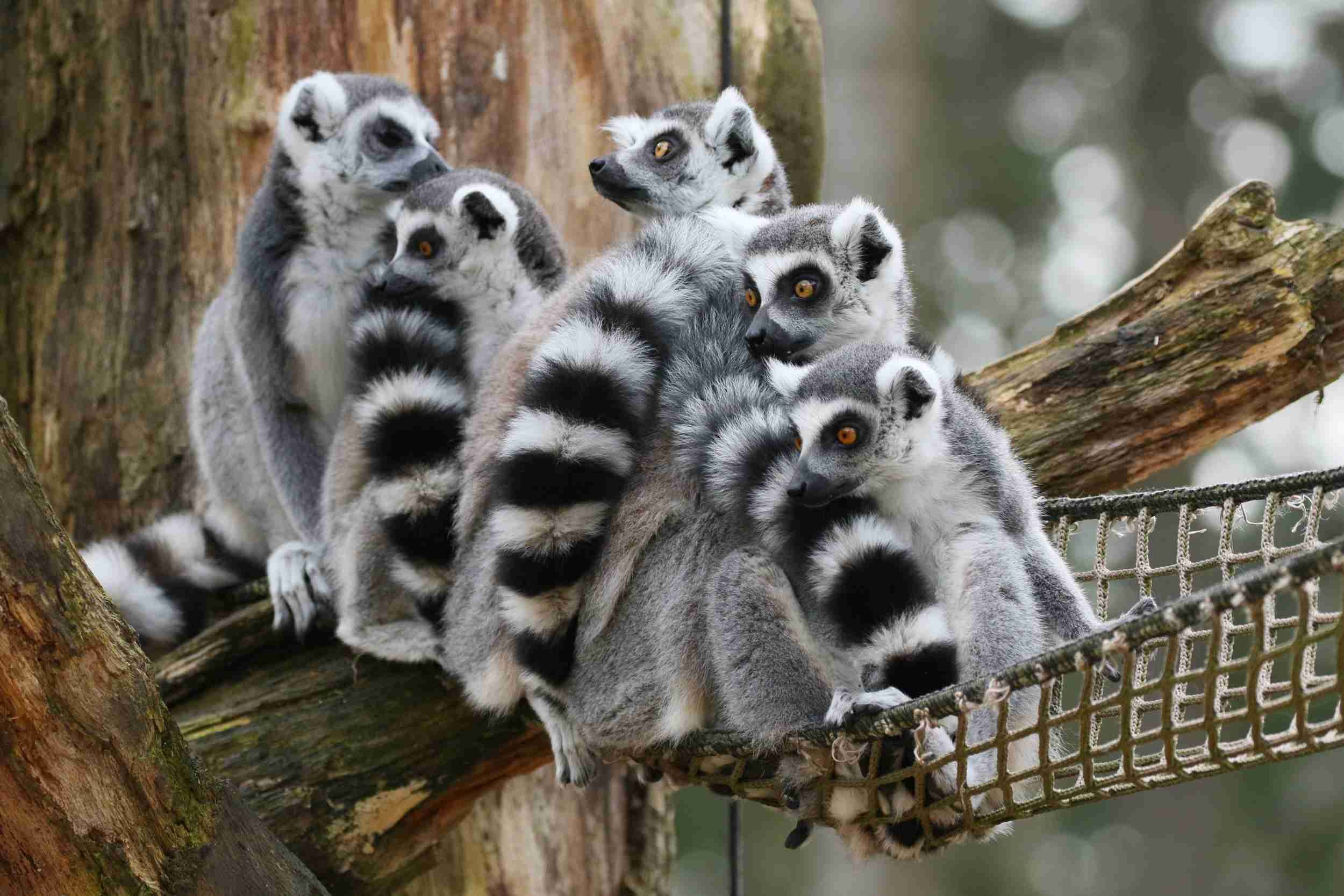 【癒し】モフモフ