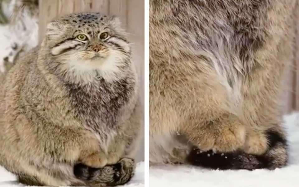 【癒し】モフモフ