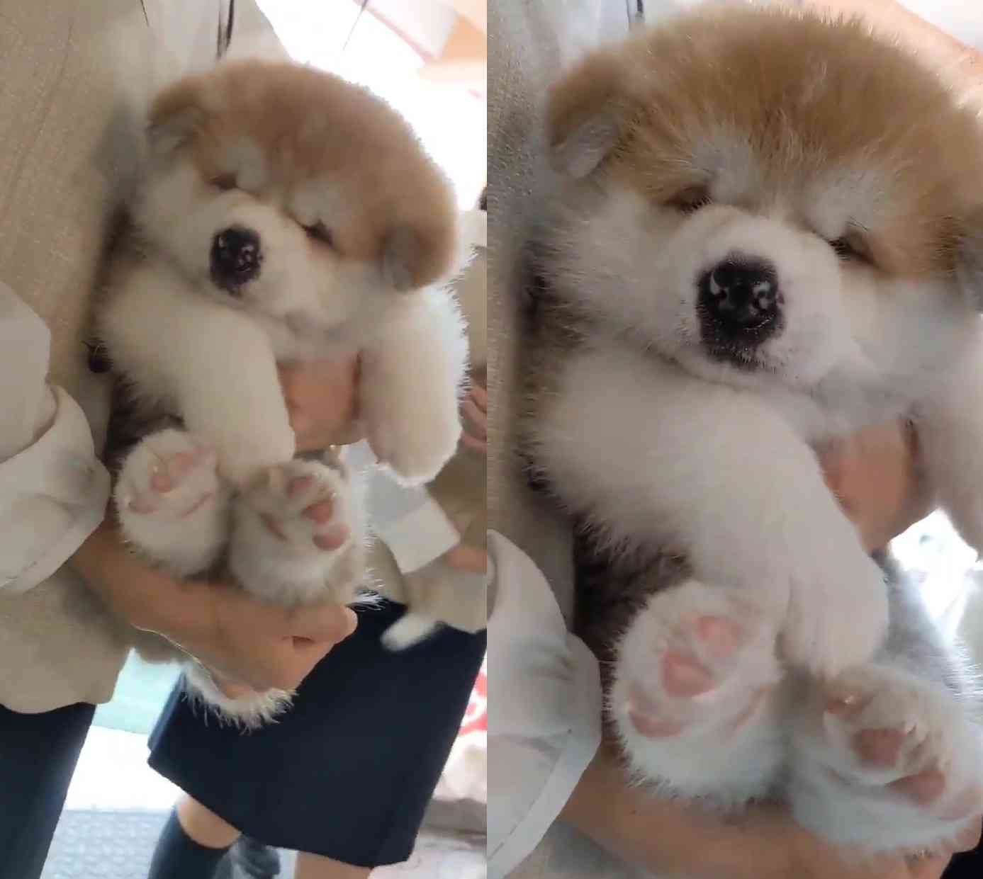 【癒し】モフモフ