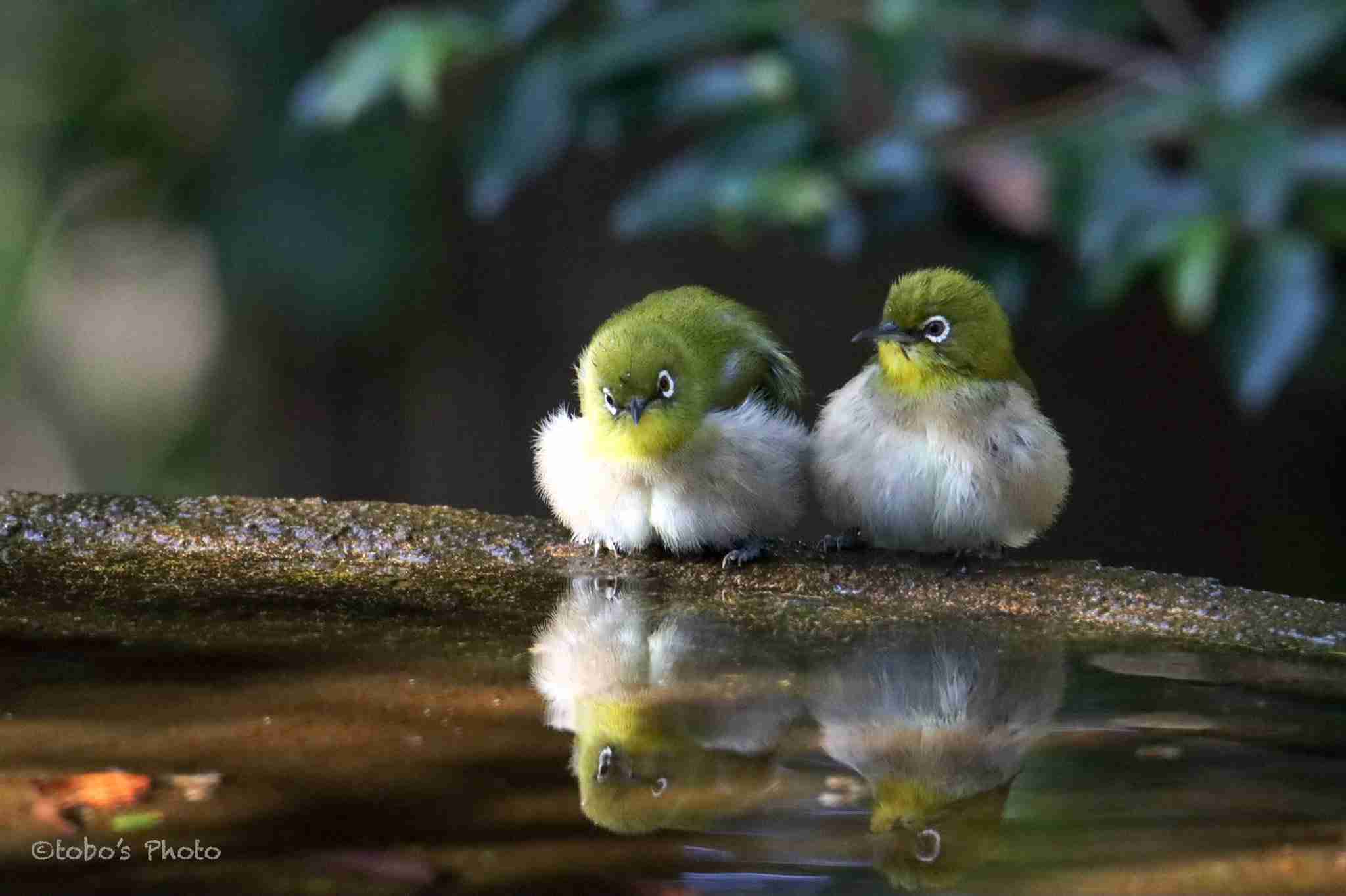 【癒し】モフモフ