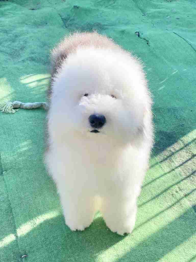 【癒し】モフモフ