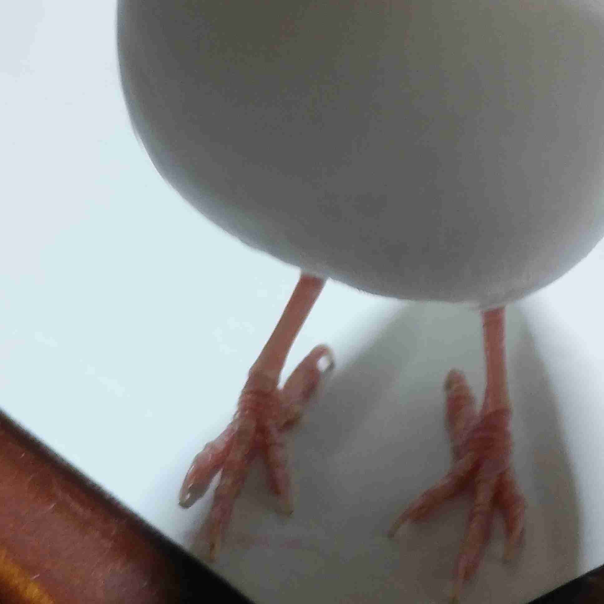 【癒し】モフモフ