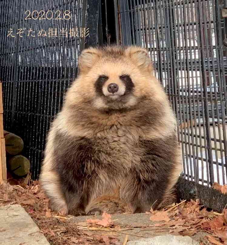 【癒し】モフモフ