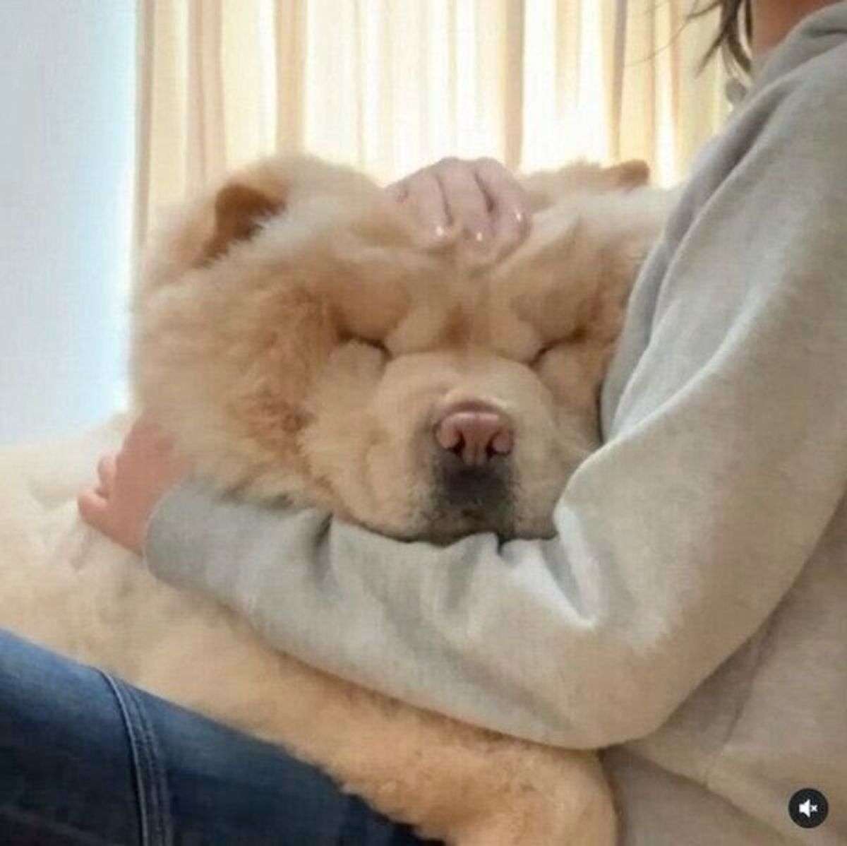 【癒し】モフモフ