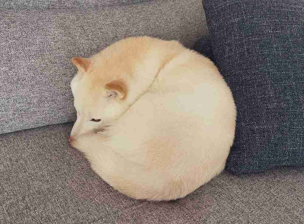 【癒し】モフモフ