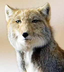 【癒し】モフモフ