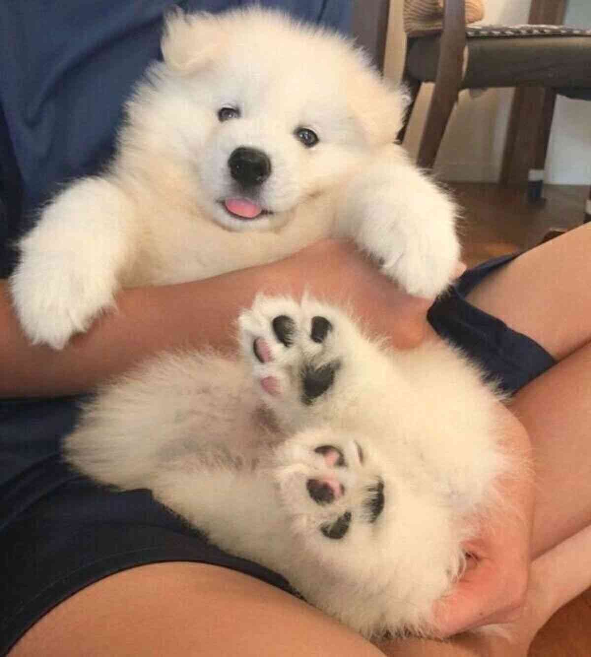 【癒し】モフモフ