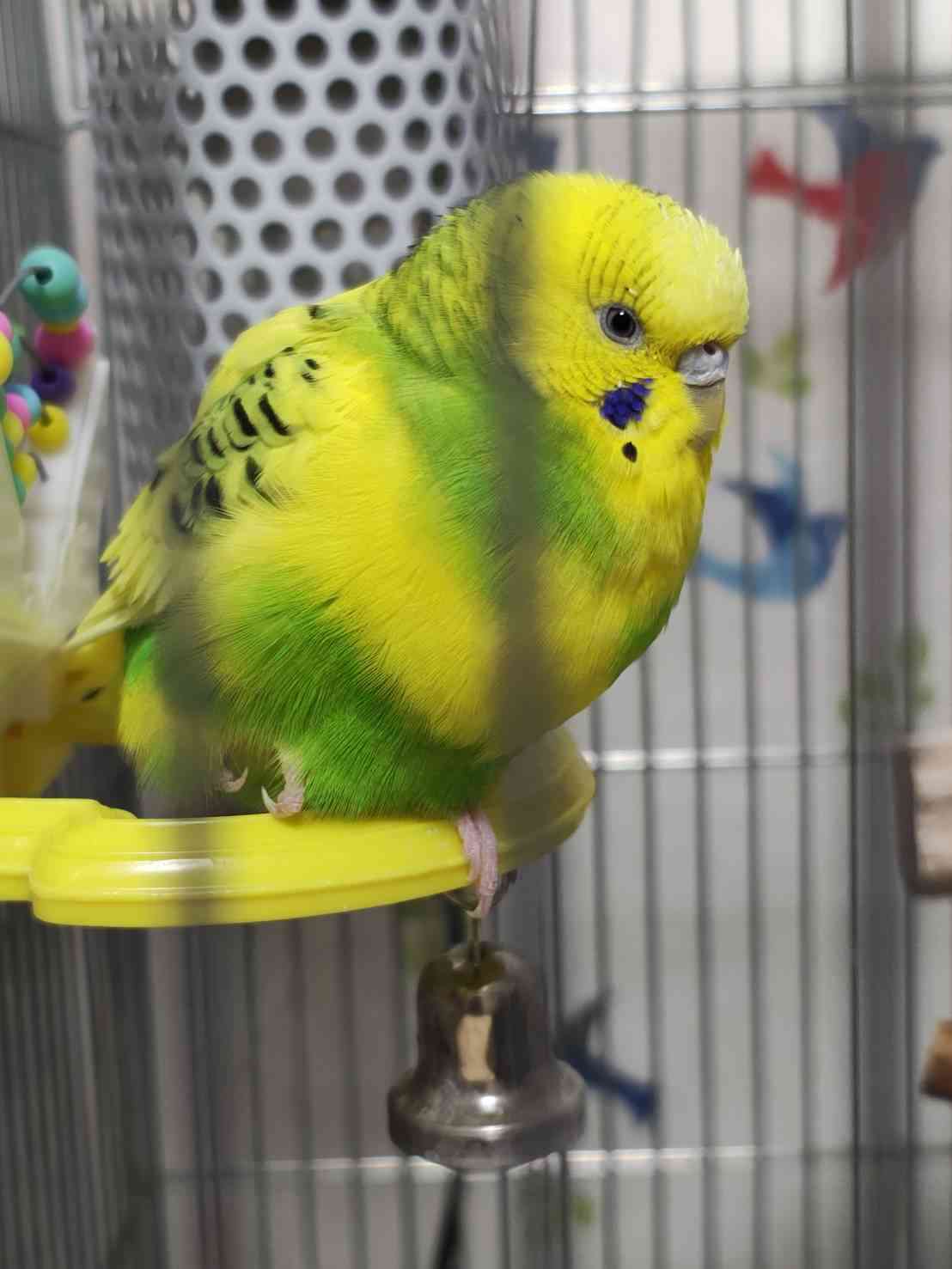 【癒し】モフモフ