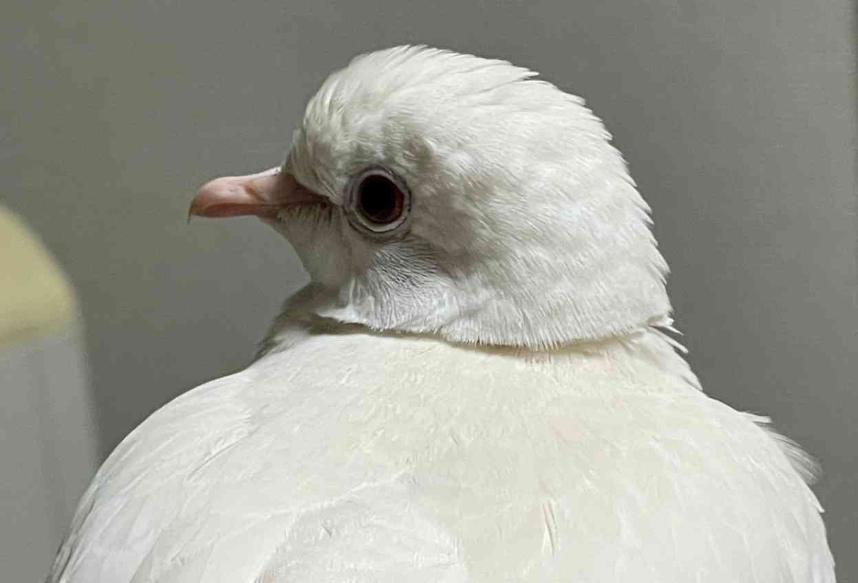 【癒し】モフモフ