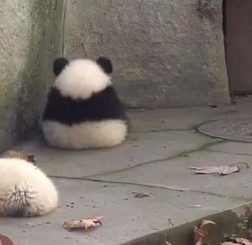 【癒し】モフモフ