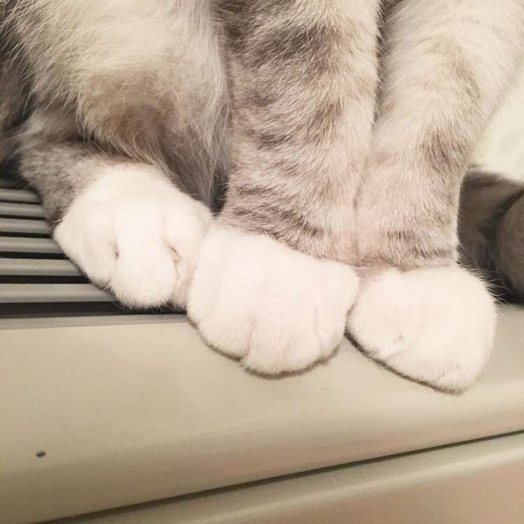 【癒し】モフモフ