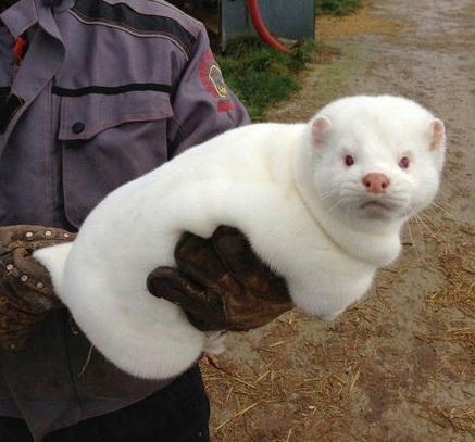 【癒し】モフモフ