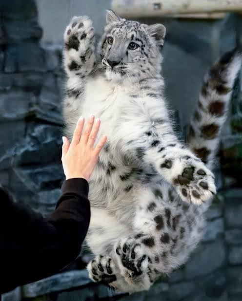 【癒し】モフモフ